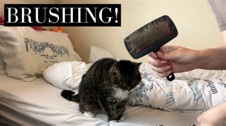 Why Your Cat Hates Being Brushed: The Ultimate Guide To Feline Grooming Woes