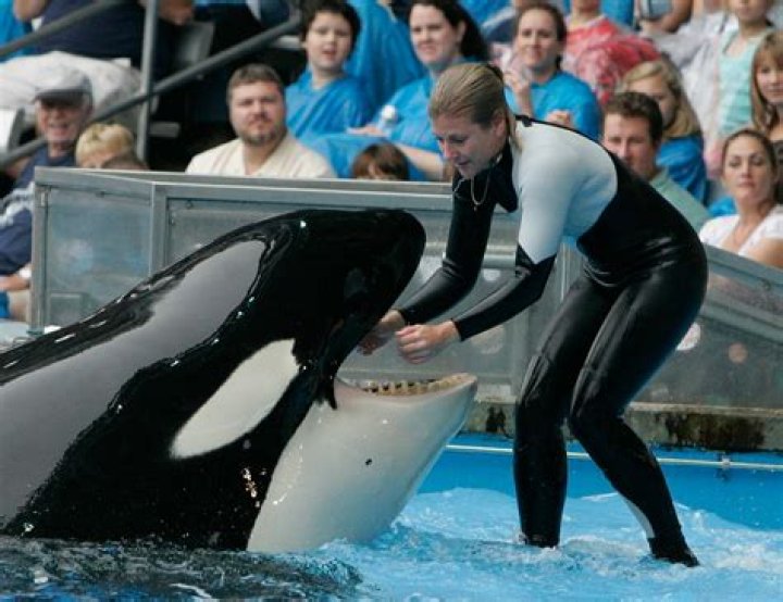 Dawn Brancheau Cause Of Death, SeaWorld Trainer, Husband, Age, Net Worth