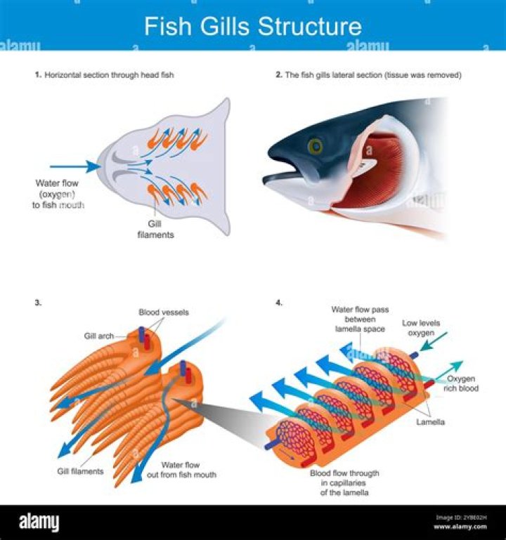 Stuff Your Stomach To The Gills: The Ultimate Guide To Maximizing Fills