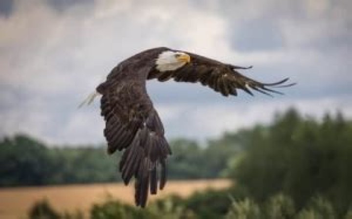 How Much Does a Bald Eagle Cost?