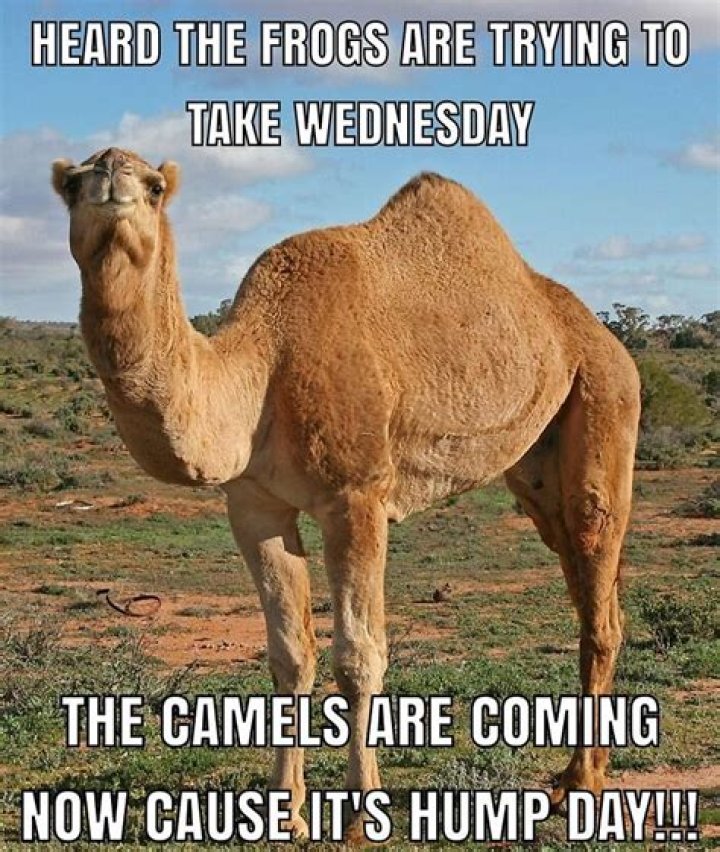 Hilarious Hump Day Memes To Brighten Up Your Midweek