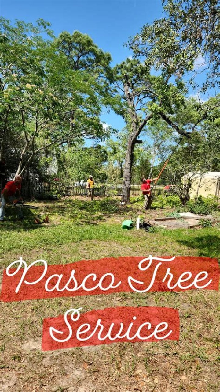 Pasco's Premier Tree Service: Reliable And Affordable