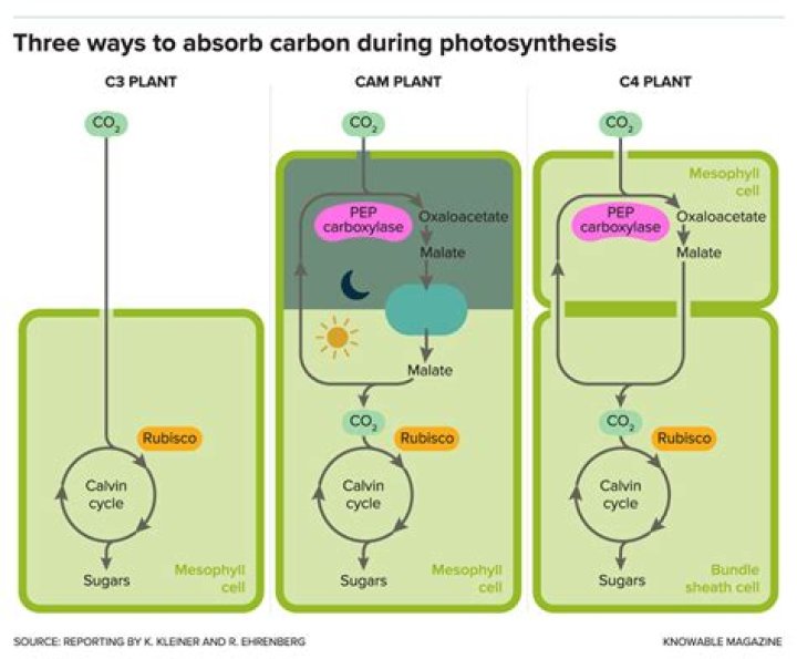 Shaka Smart Bio (Wiki) | WinkBlog