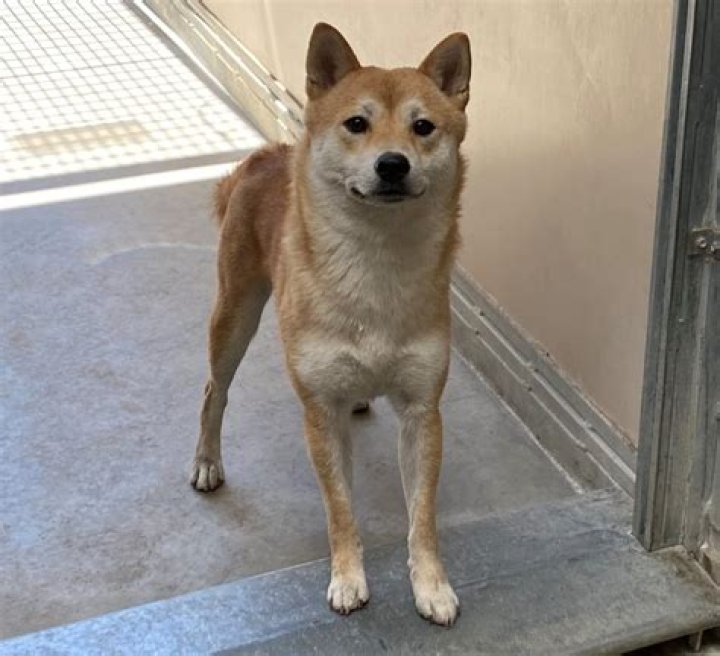 Find Your Furry Friend: Shiba Rescue In California